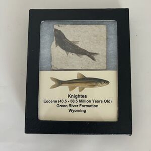 Knightea Fish Fossil Green River Formation Wyoming Eocene Specimen Display Box